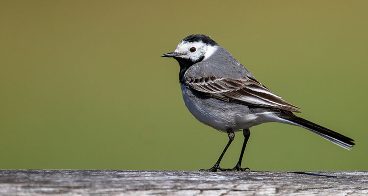 Певчие птицы южного урала фото с названиями и описанием