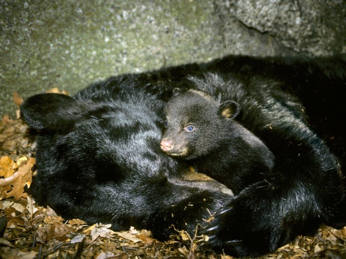 bear with cubs in a den