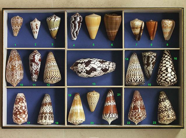 cones collection