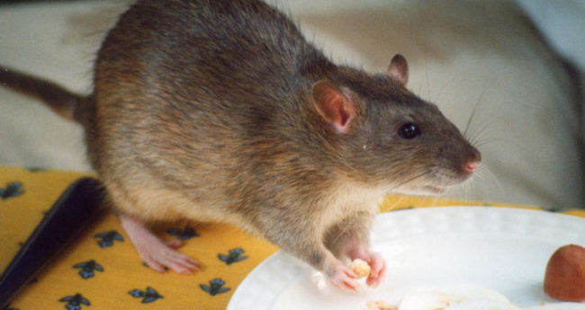 разносчики инфекции крысы