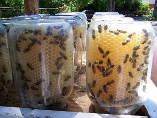 пасека пчеловодство