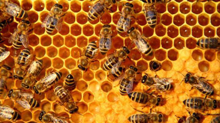 пасека пчеловодство для начинающих