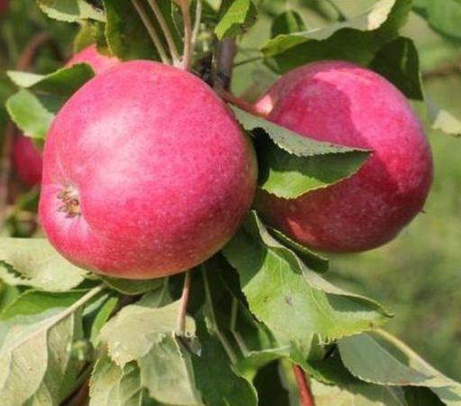 Сорт яблок корей фото и описание