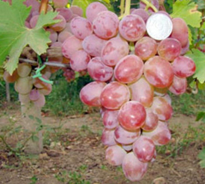 Arcadia grape variety description photo