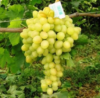 Arcadia grape variety description photo reviews