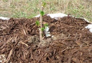 how far to plant blackcurrant