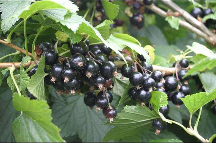 when to plant black currant