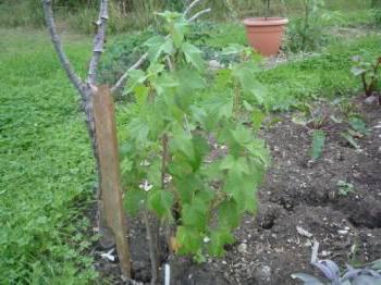 whether black and red currants are planted nearby