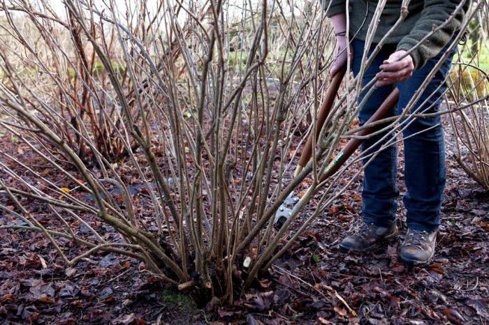 can be planted next to red and black currants