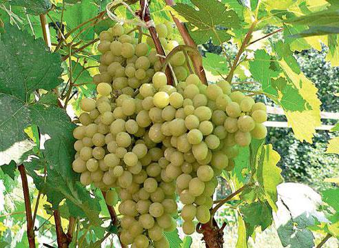 how to cover grapes for the winter in the Urals