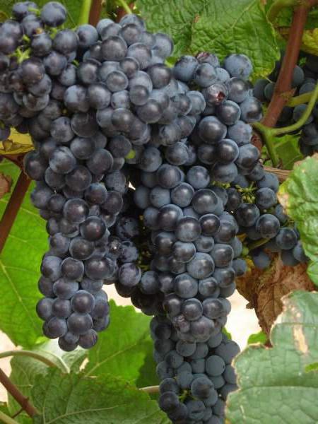 how to prune grapes for the winter