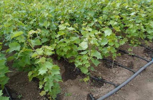 выращивание винограда на Урале