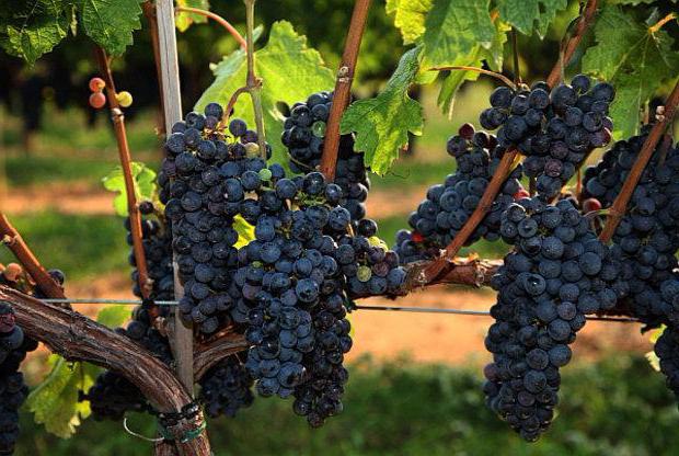 when to pick grapes in the Urals