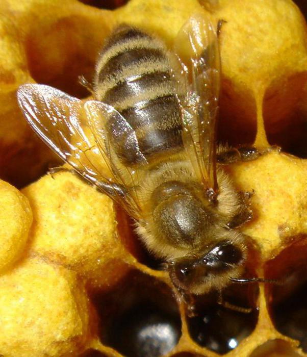 сколько крыльев у пчелы ответ