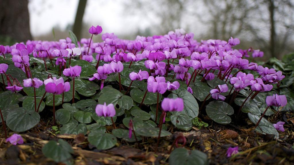 Cyclamen transplant