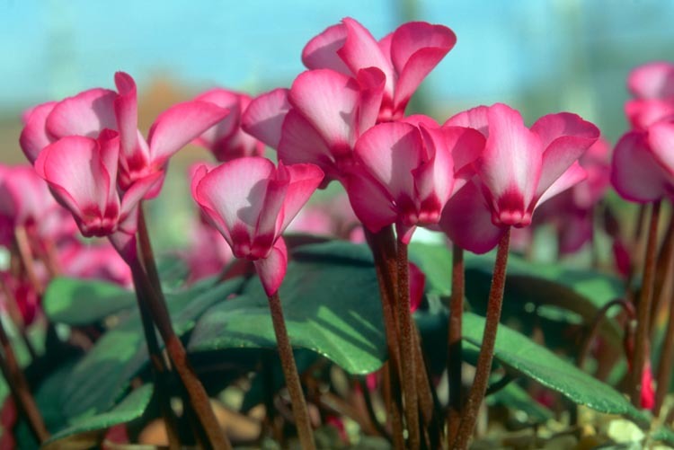 Cyclamen cultivation