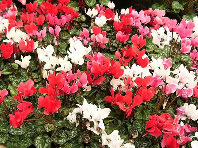 Growing cyclamen at home