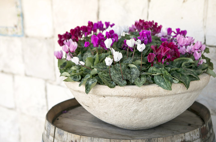 Cyclamen in a pot