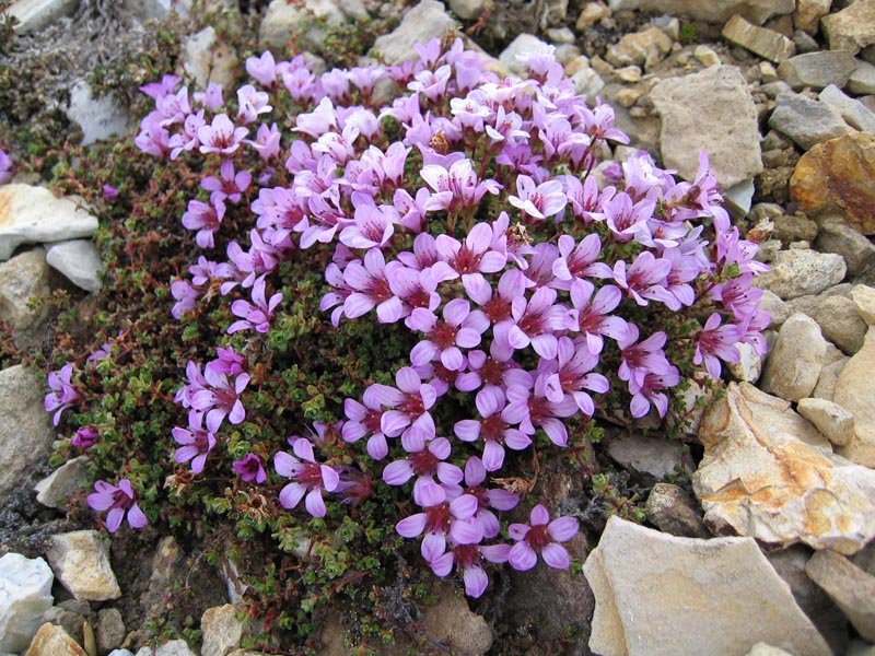 Камнеломка цветок садовый многолетний описание. Почвопокровные многолетники камнеломка. Камнеломка туполистная. Камнеломка пурпурная.