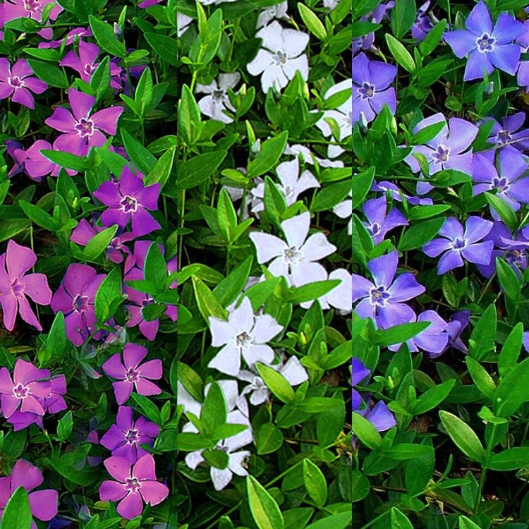 Цветок барвинок фото и правила выращивания