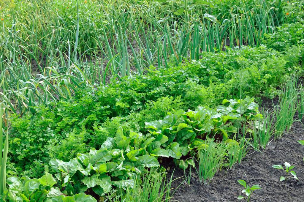 Севооборот овощных культур на огороде и дачном участке
