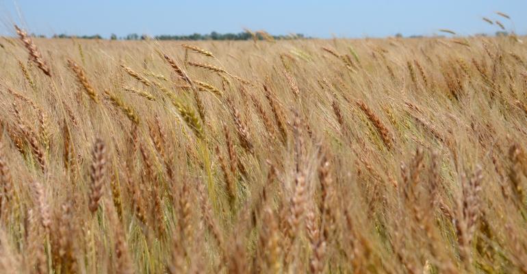 Сорта яровой пшеницы