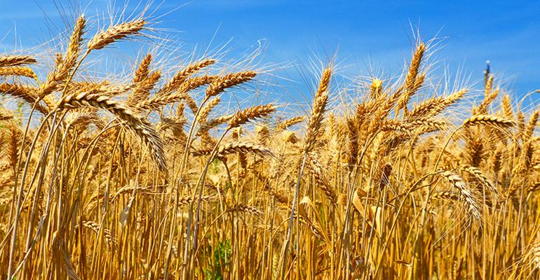 Сорта мягкой пшеницы