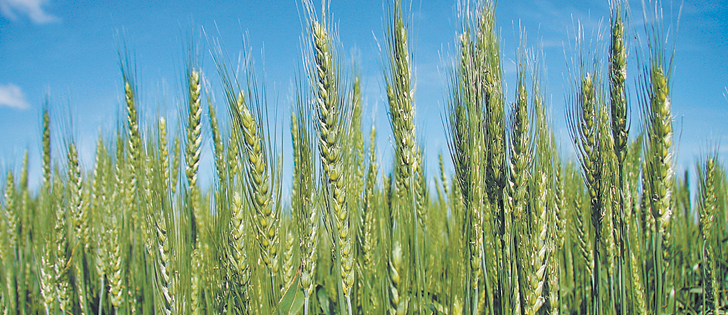 Районированные сорта яровой пшеницы