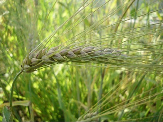 Новые сорта яровой пшеницы