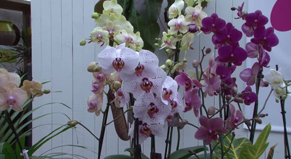 Сколько живет домашняя орхидея?