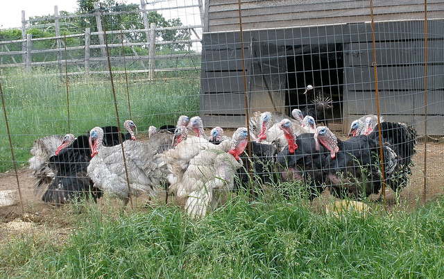 How to grow a turkey in a poultry farm