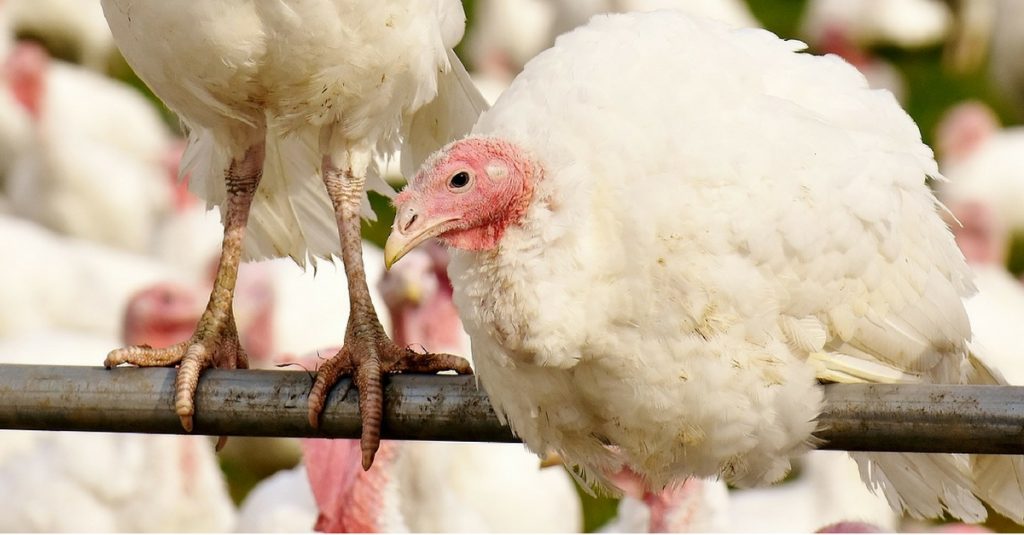 Growing turkeys on a personal plot