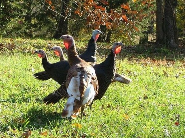 Growing turkeys as a business