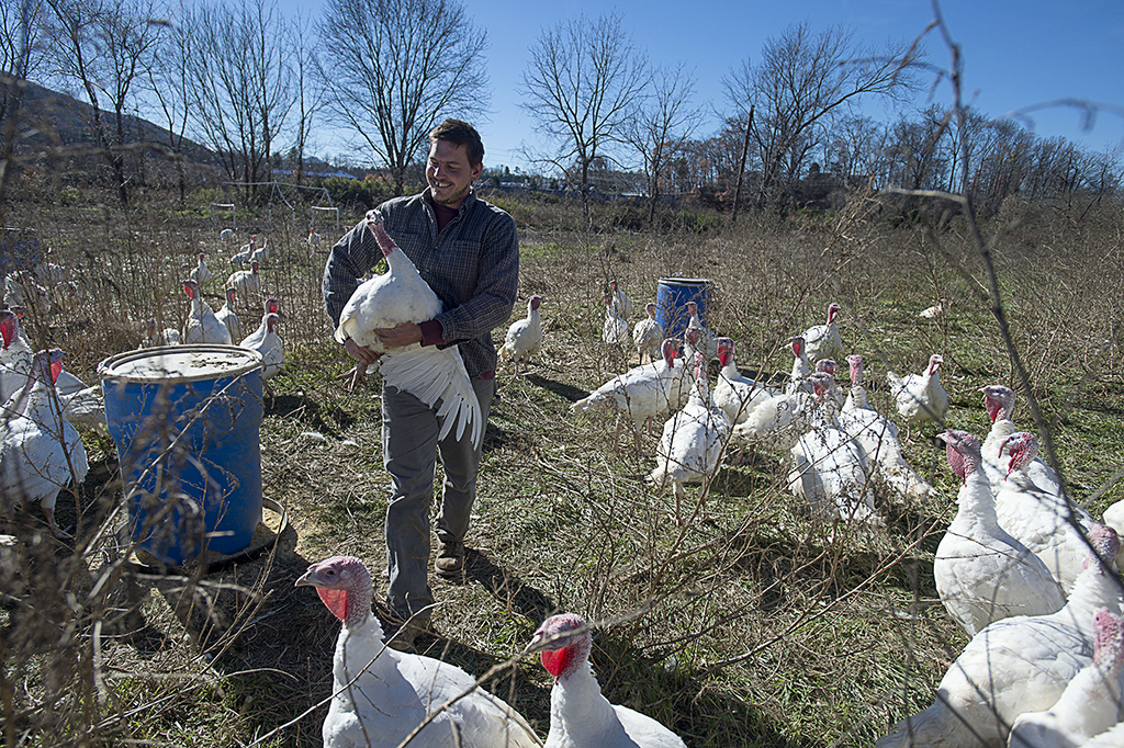 How to grow big-6 turkeys