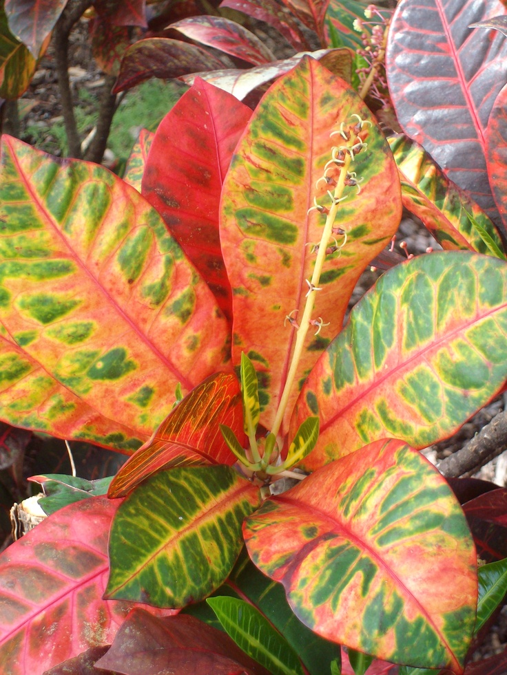 Kodiyum (croton)