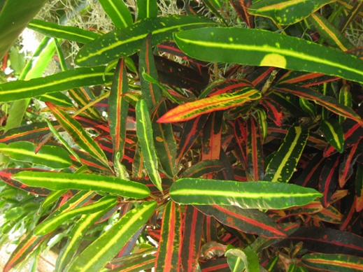 How to transplant a croton?