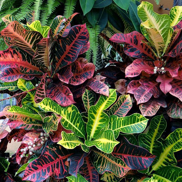 Types of crotons