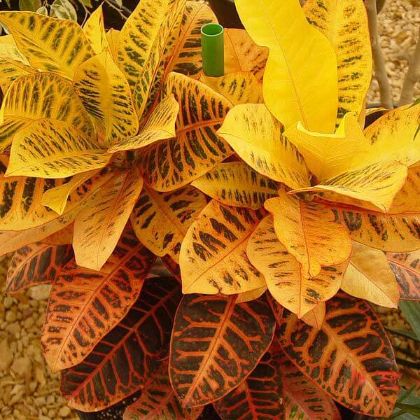 Varieties of Croton