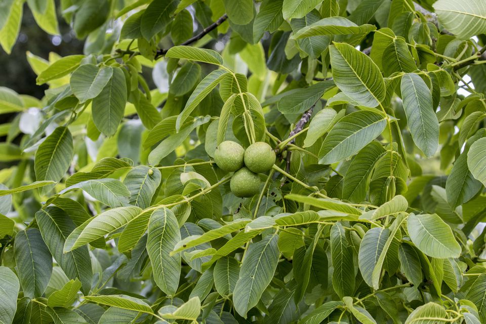 Фундук фото дерева с плодом