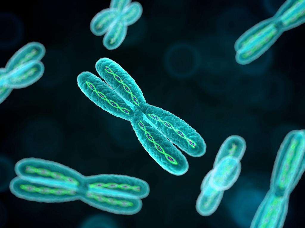 биология хромосом