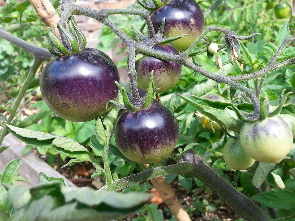 фиолетовые помидоры
