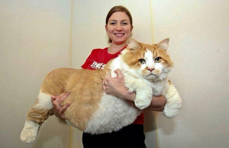 Один из самых больших котов в мире