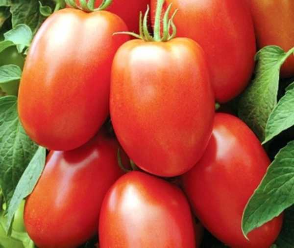 Высокорослые томаты в открытом грунте фото