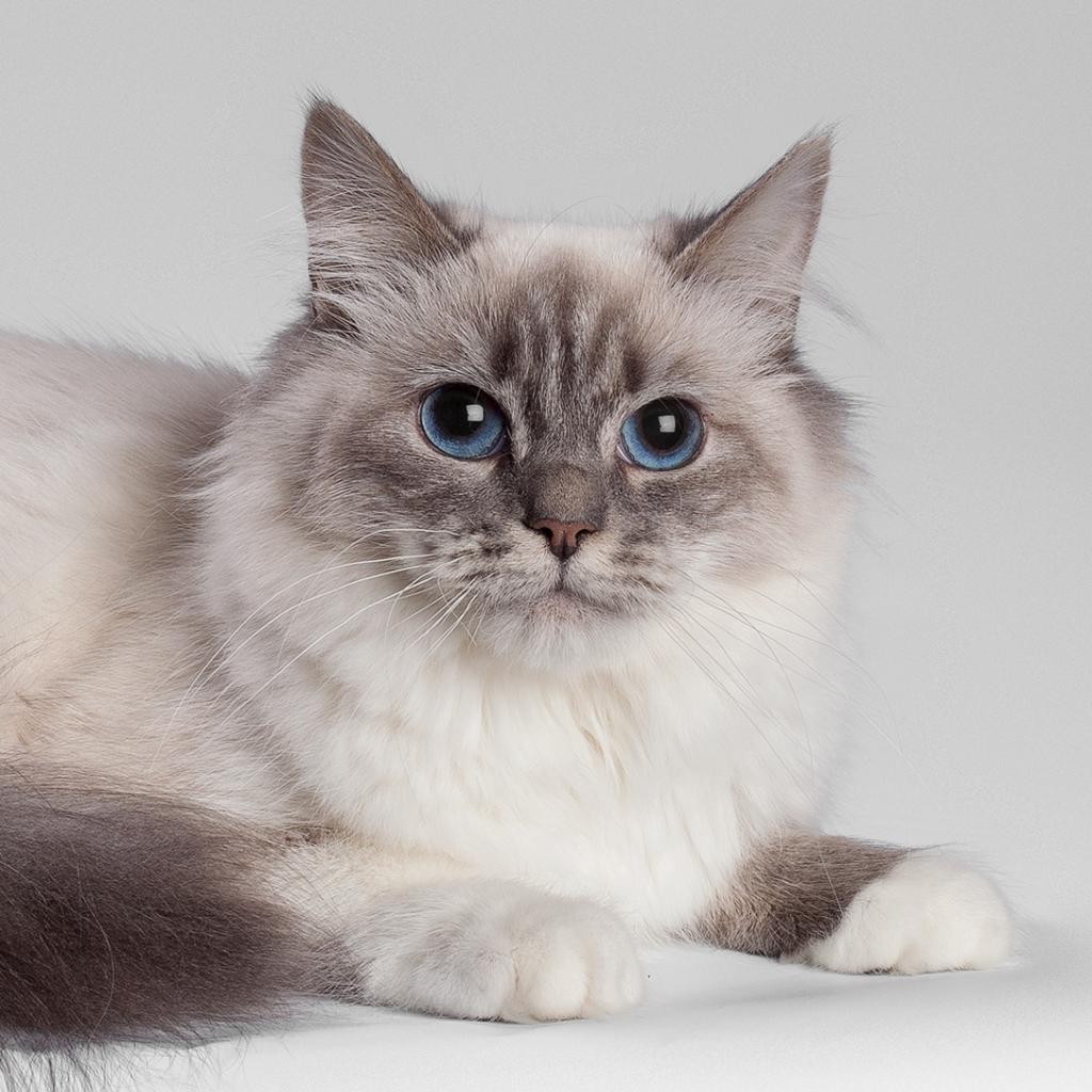 Cat breed Neva blue