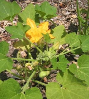 squash growing