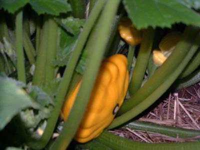 squash varieties