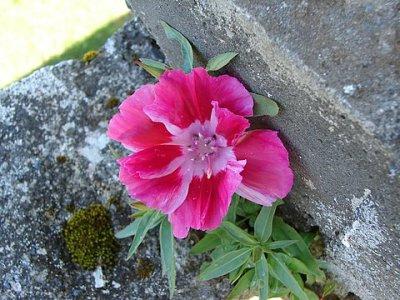 godetia flower