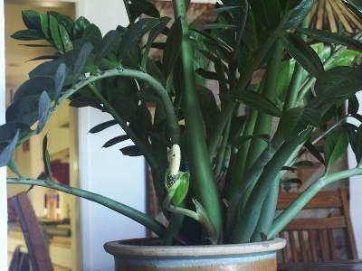 zamioculcas flower