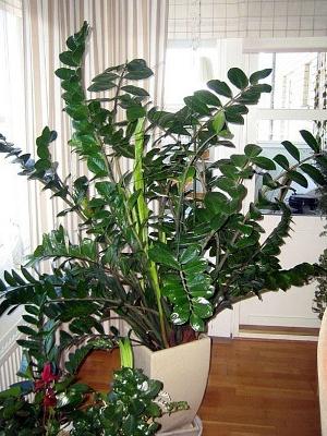 Zamioculcas flower