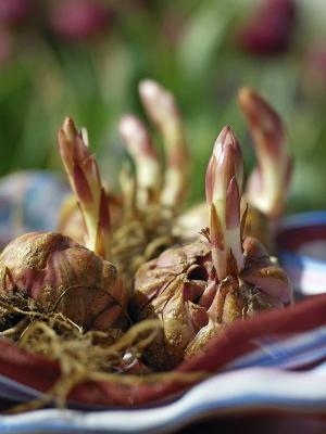 lily bush planting